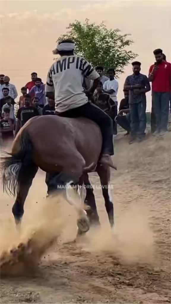 @🏇 MARWARI HORSE RACING 🏇