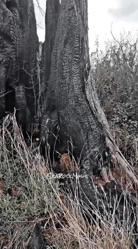 @SKAROCKMUSIC