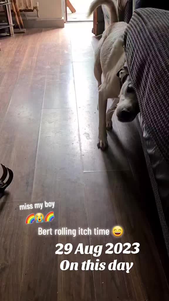 @claire🌈BellaBertErnie💙T&D