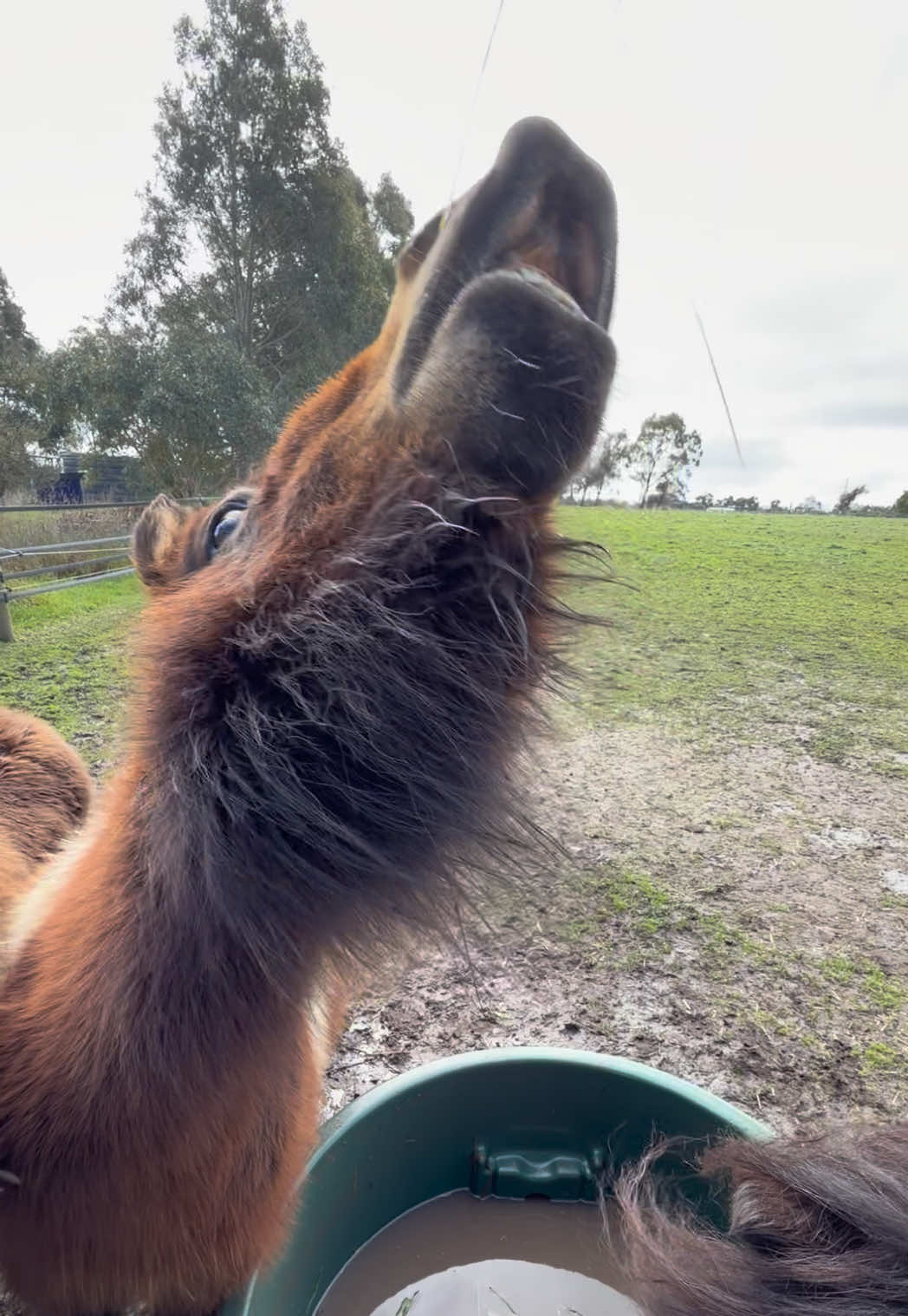 @🖤 Savs ponies🤍