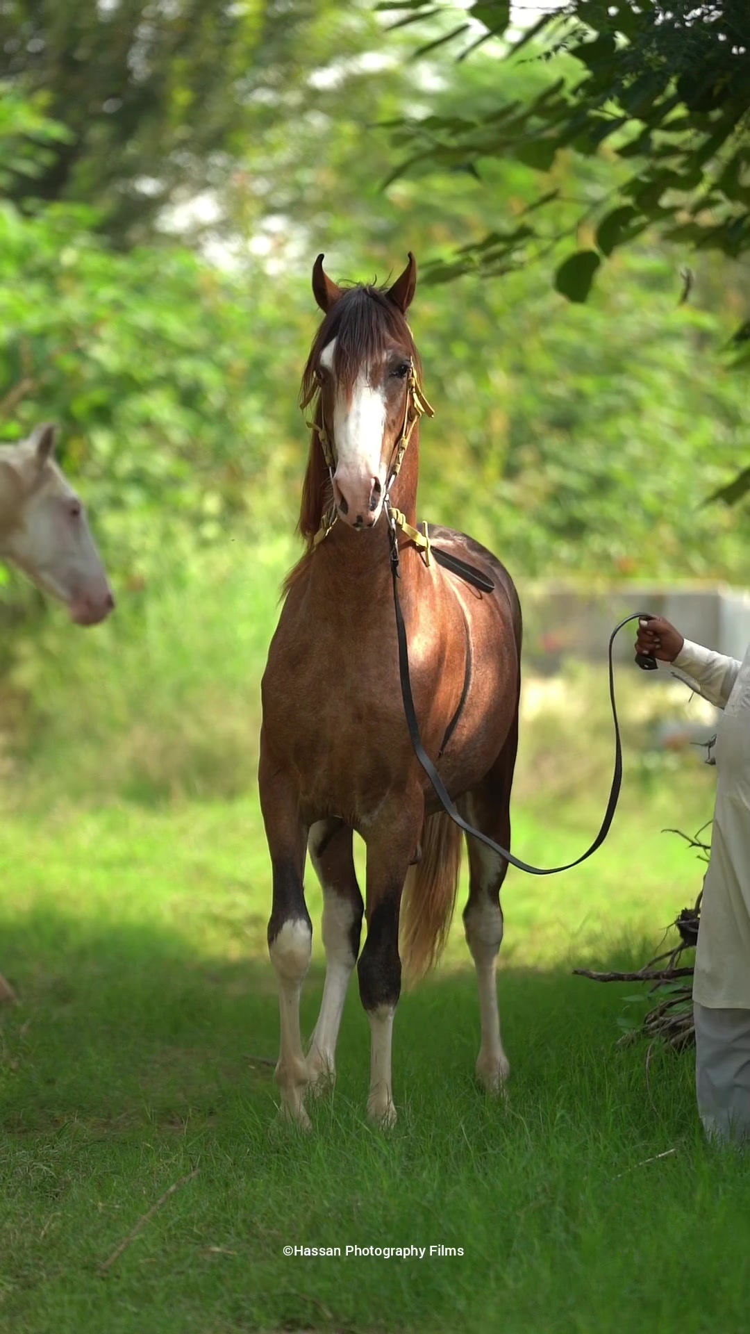 @SUNRISE STUD FARMS RAWALPINDI