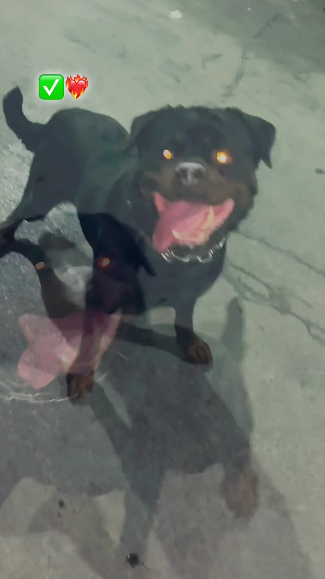 @ℒℴ𝓊𝒶𝒜𝓎 𝒵ℯ𝓇 🐺
