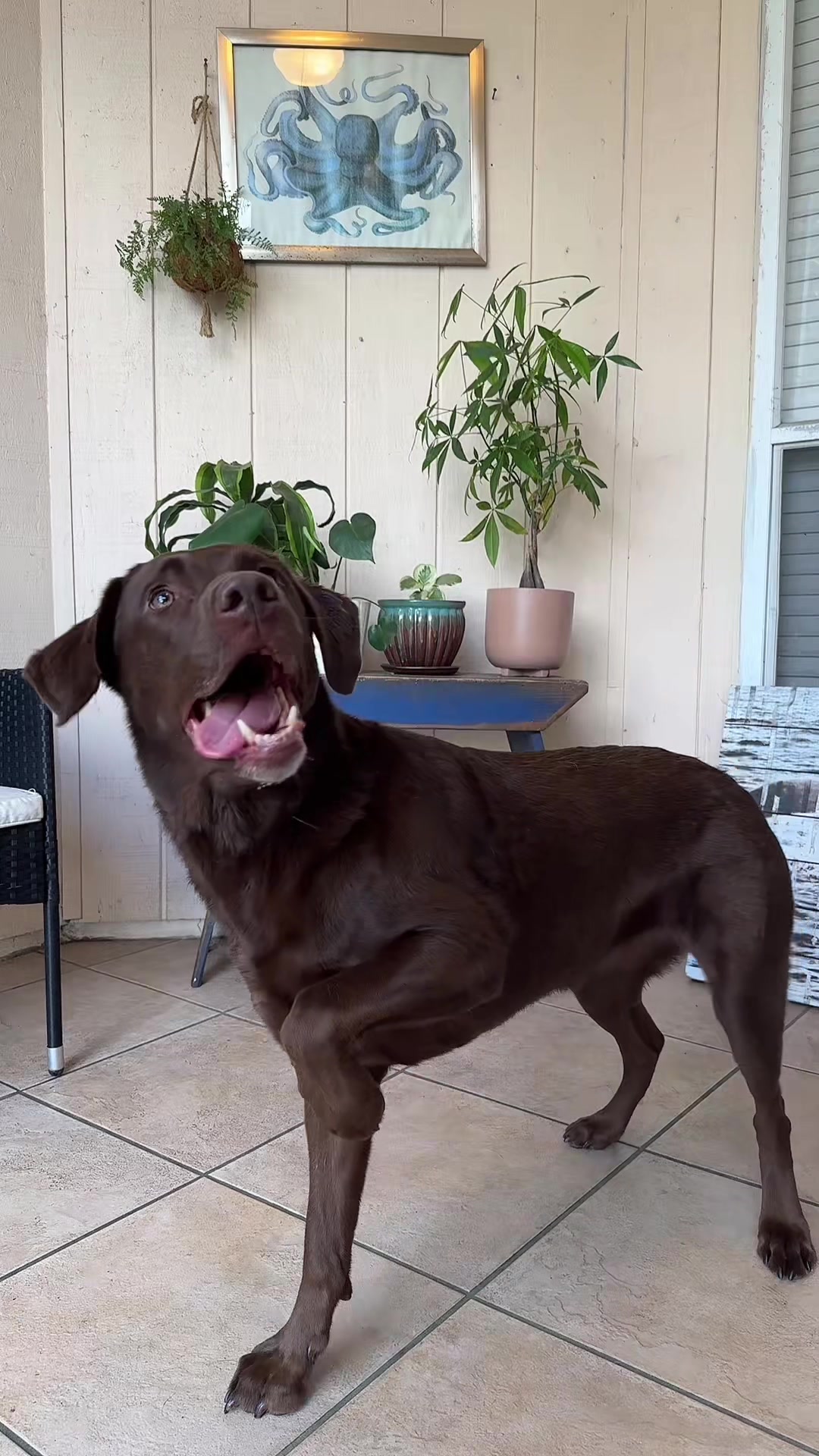 @AmandaT | Your Dog is COOL!