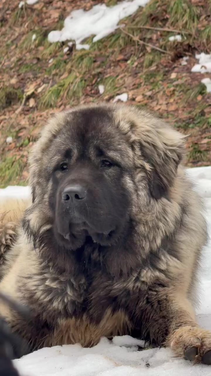 @Caucasian Shepheard Dogs