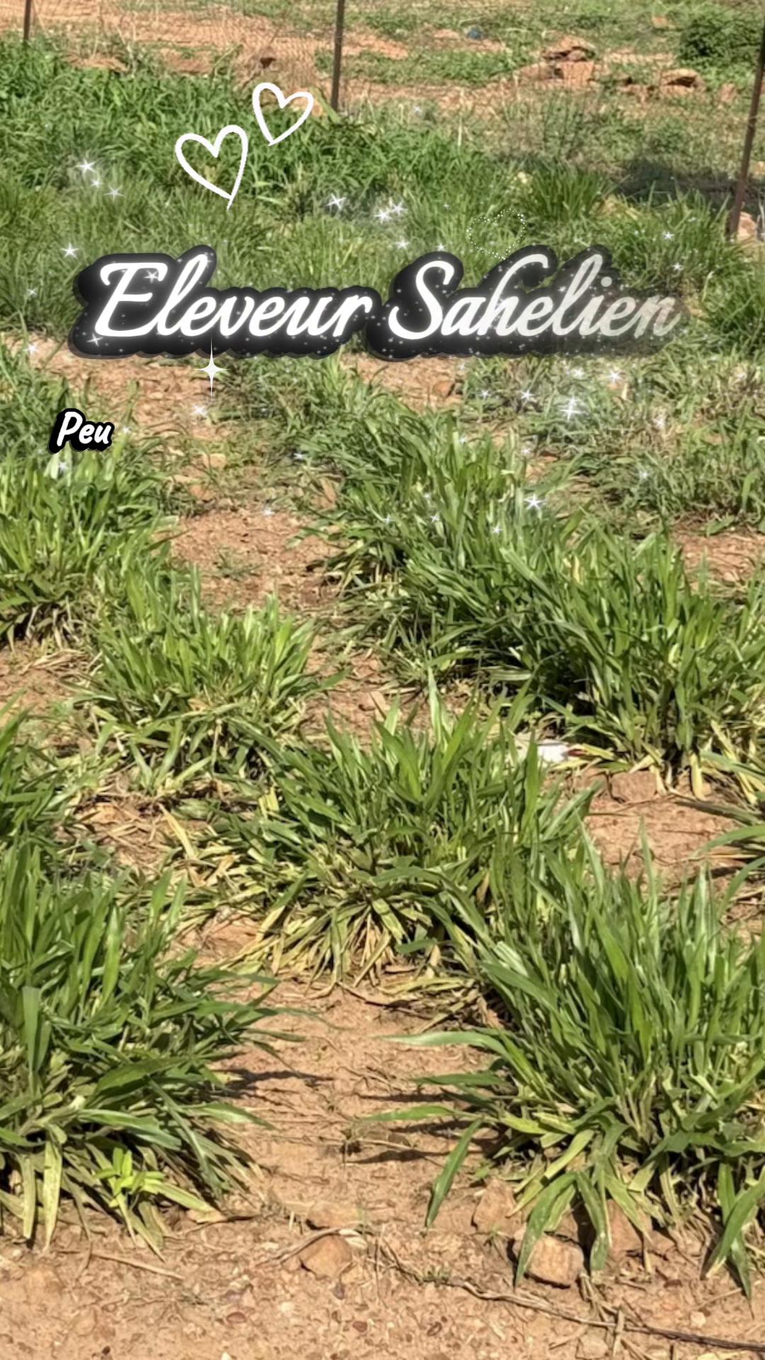 @Sambla Farming