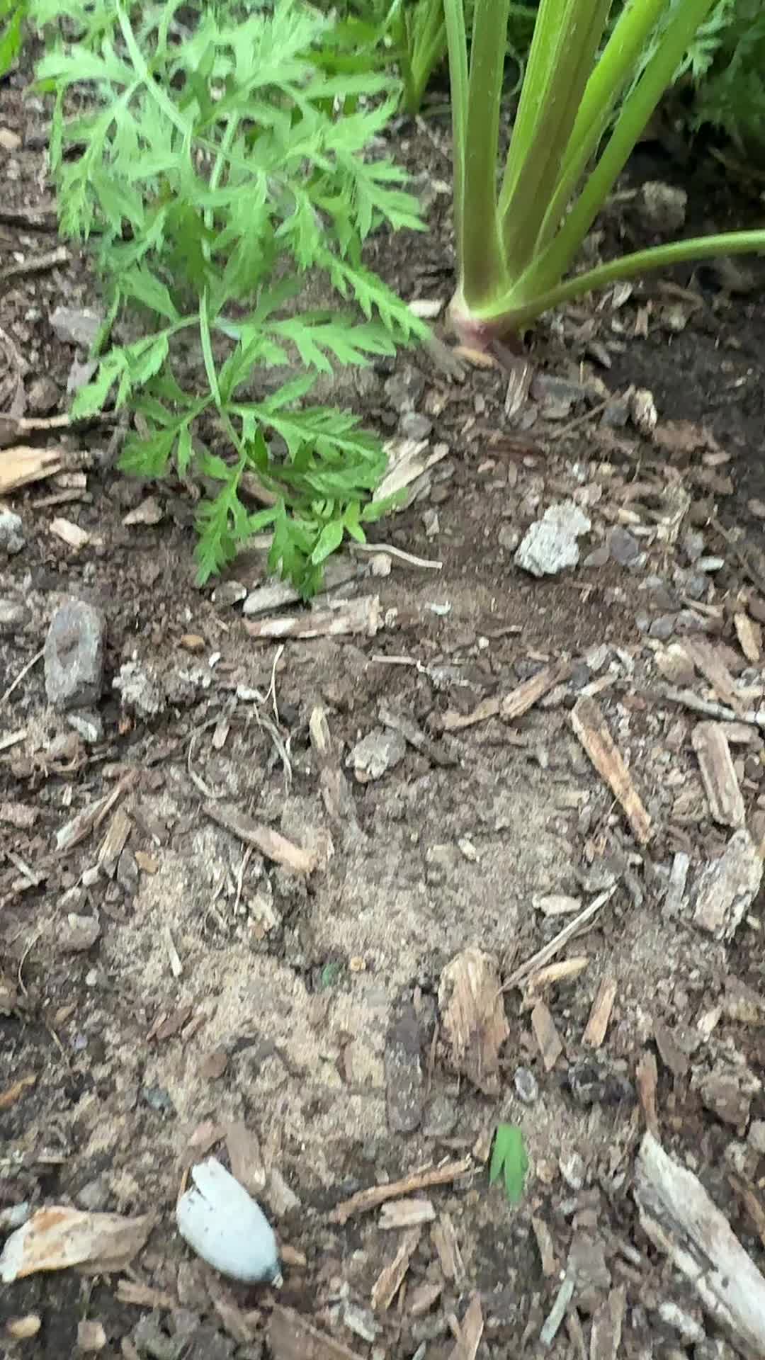 @themagicvalleygardener