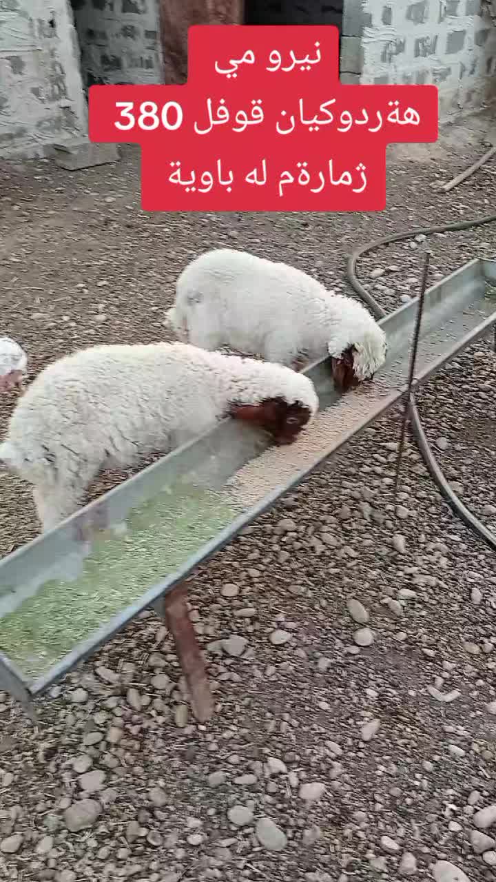 @احمد الكوردي