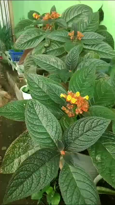 @anie_15