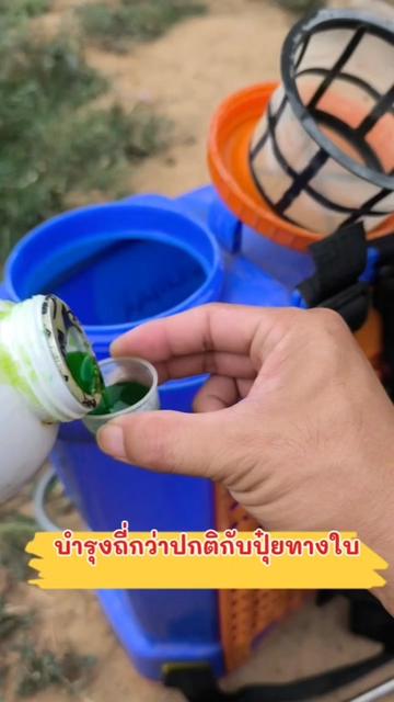 @Mote เมล่อนและไม้ด่าง