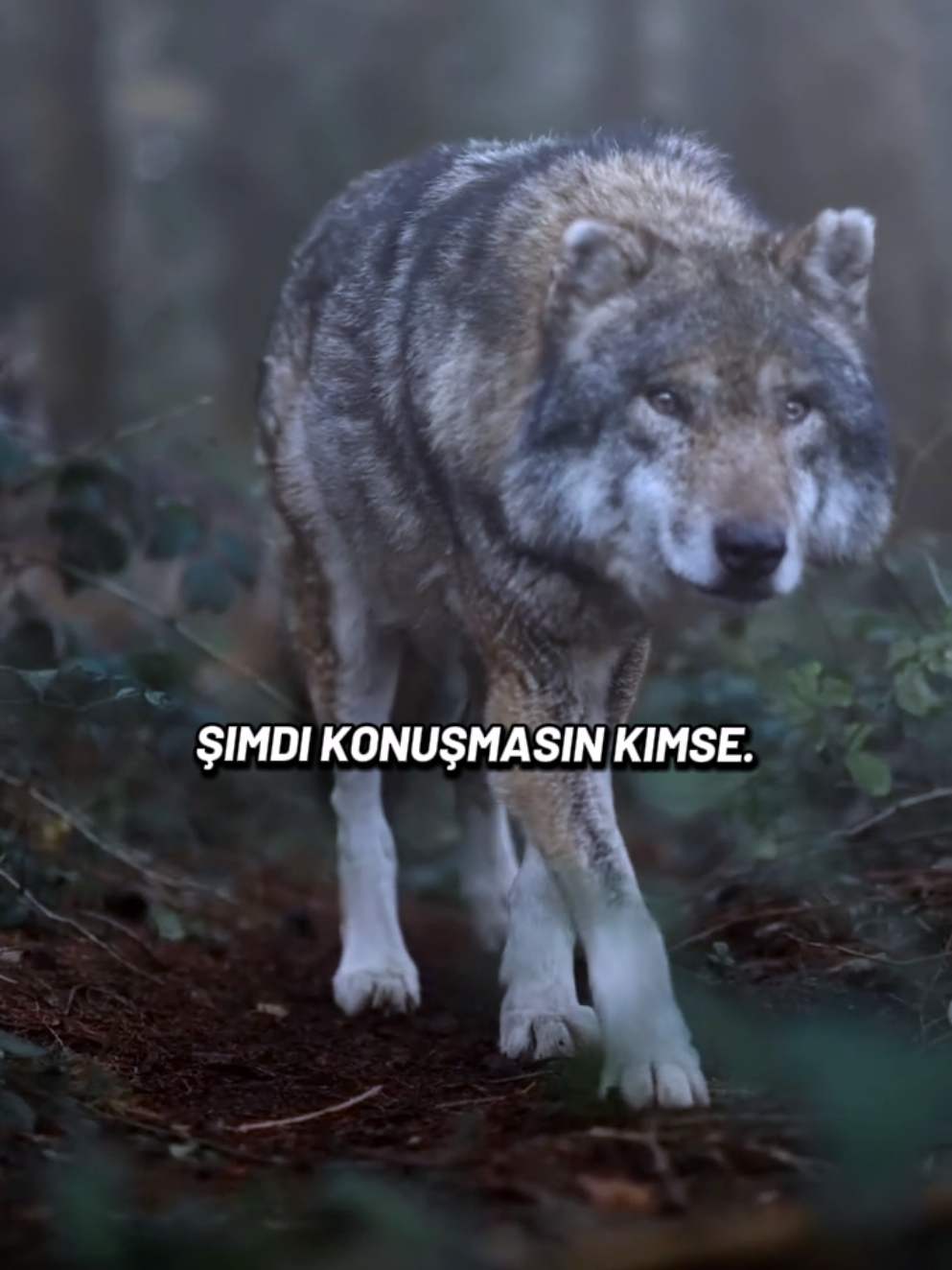 @HAYDAR &Ouml;ZEL