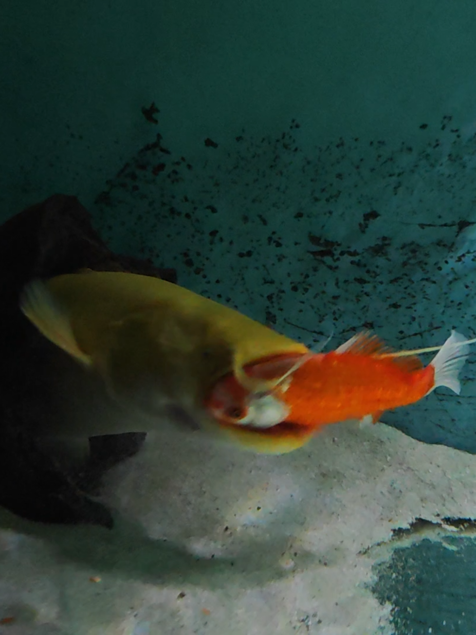@predatoryfishtank
