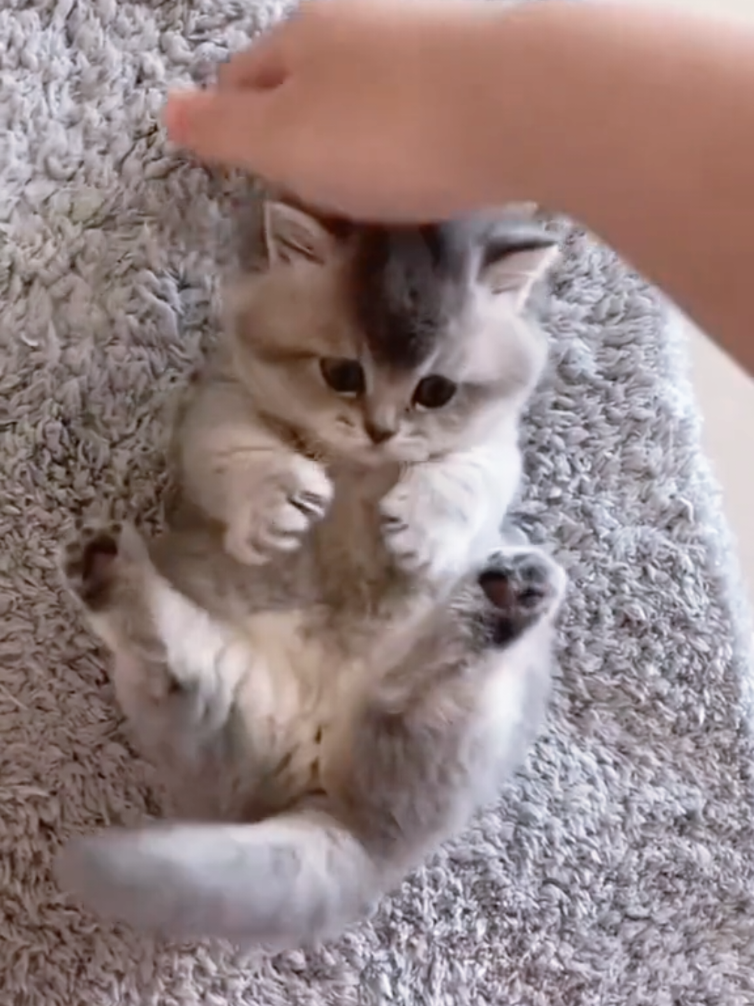 @Chonky World Of Cats
