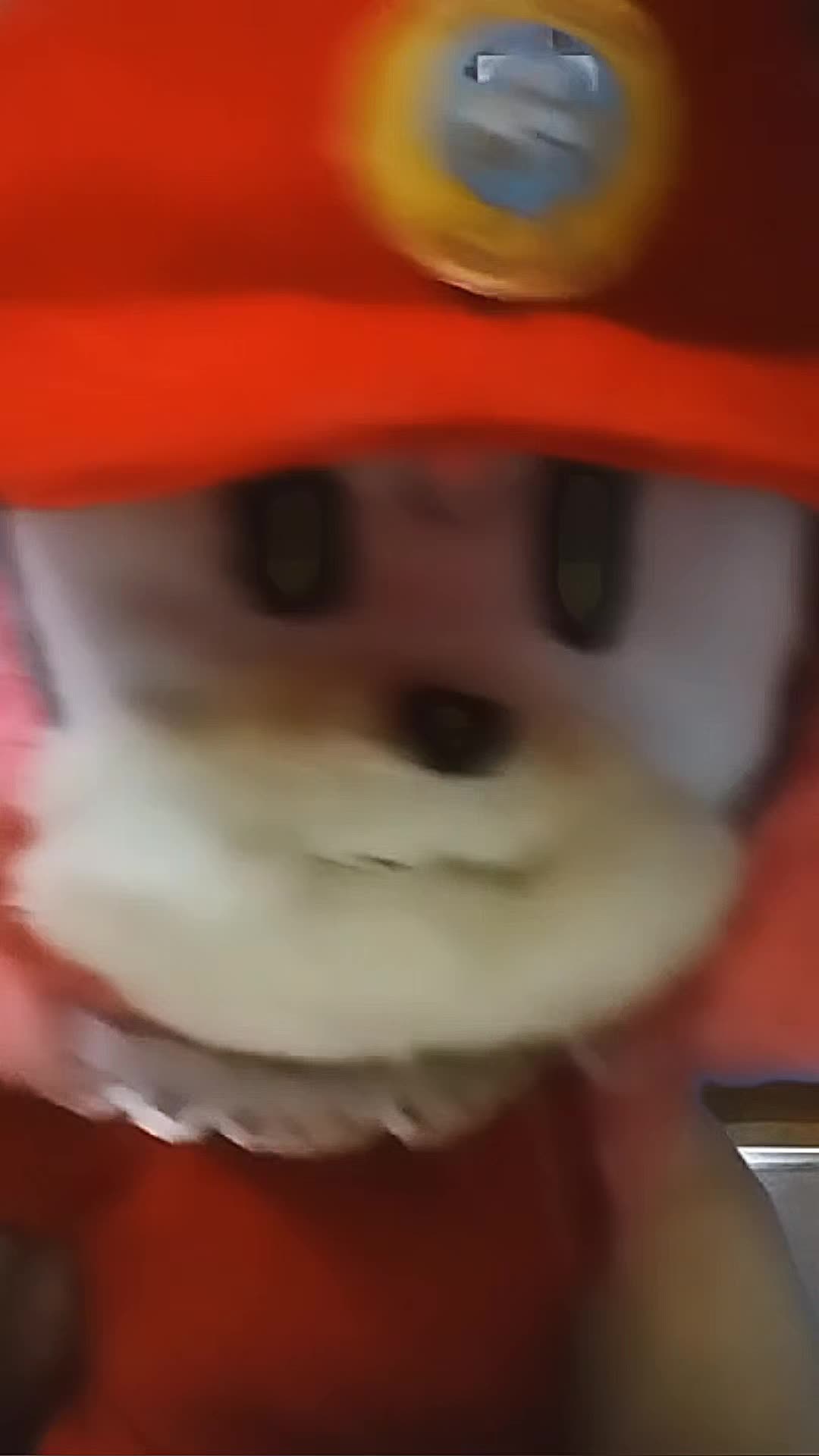 @Oneiros the cat