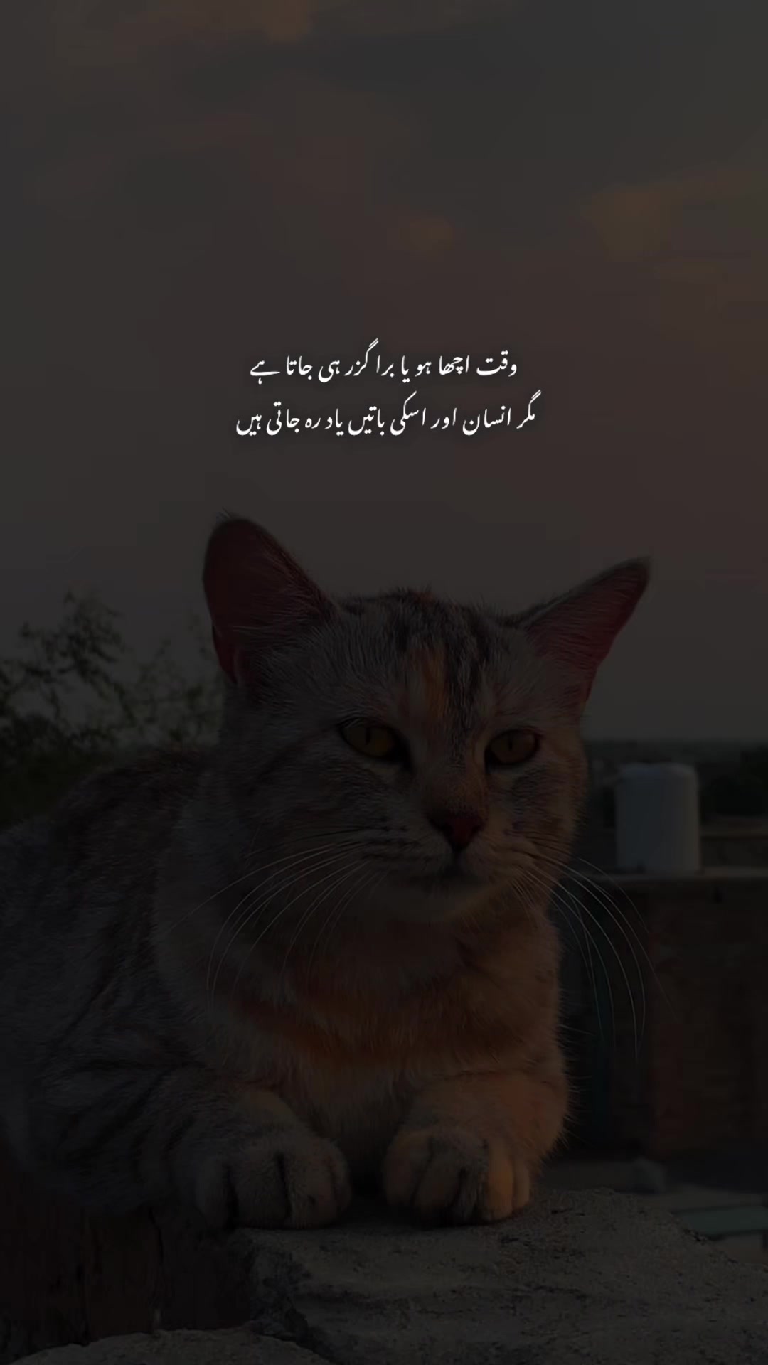 @𝙏𝙖𝙡𝙝𝙖 𝟐🫀❤️&zwj;🩹
