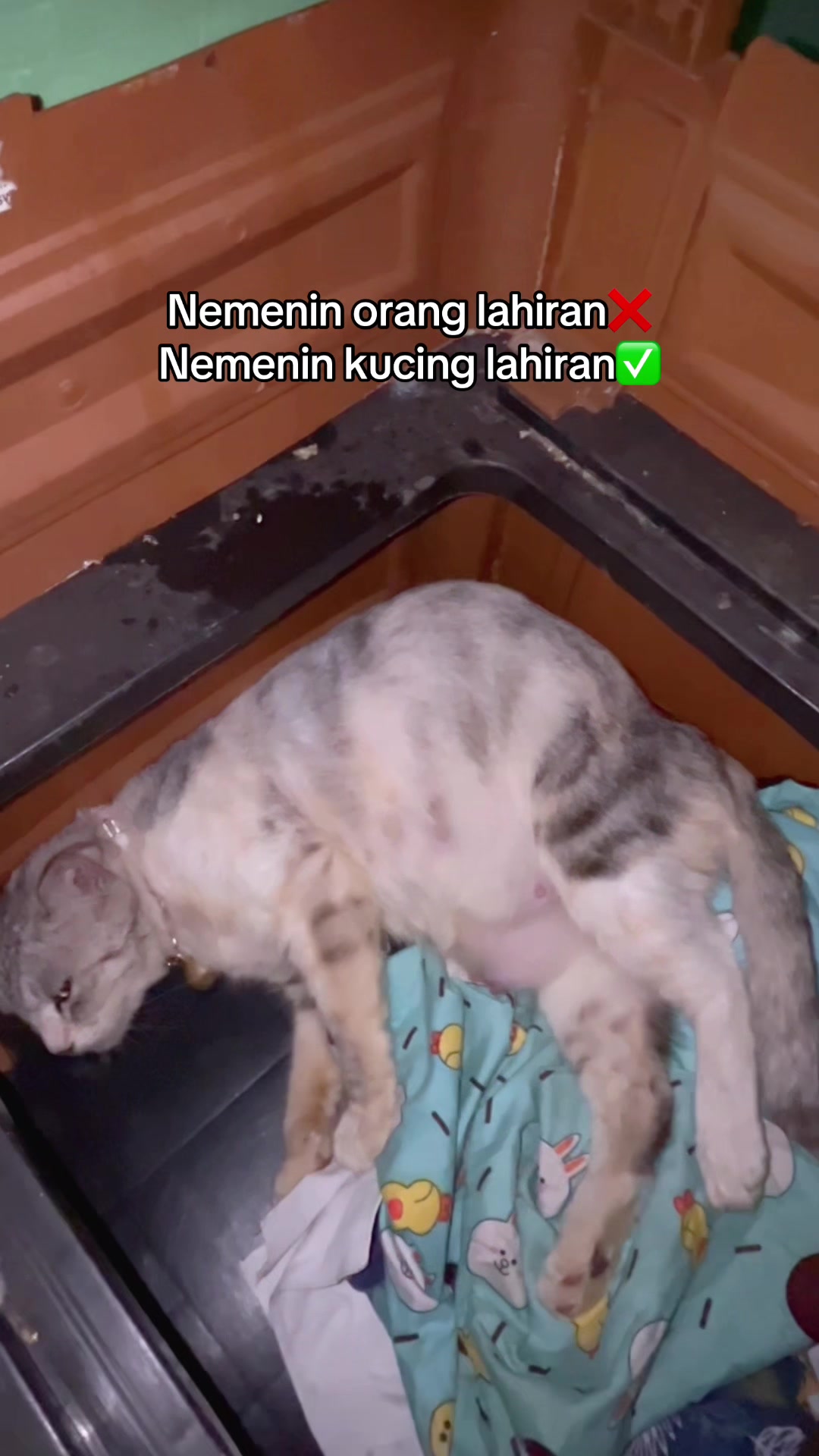 @karmamu__3