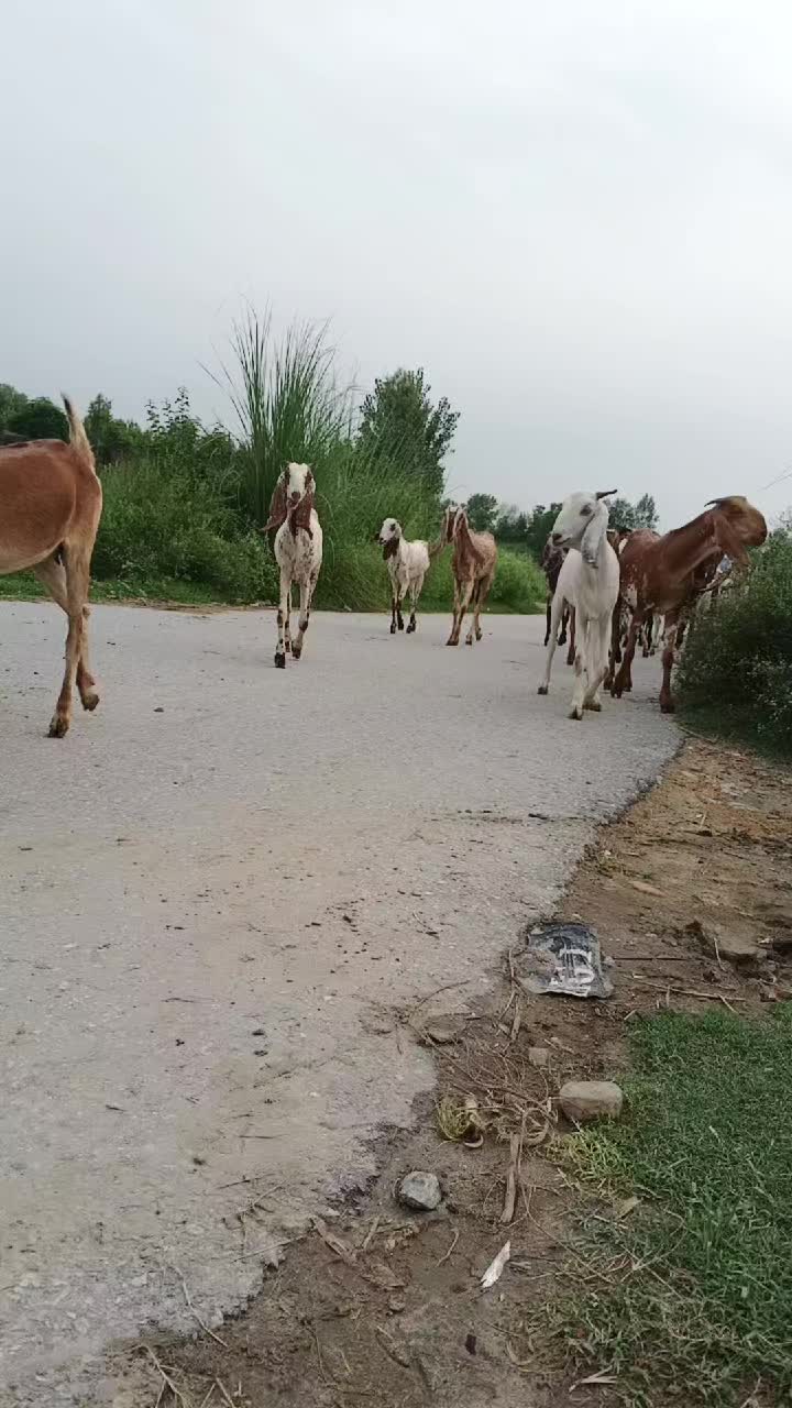 @🇵🇰🇵🇰 ⚔️MEHRAN ⚔️🇸🇦🇸🇦