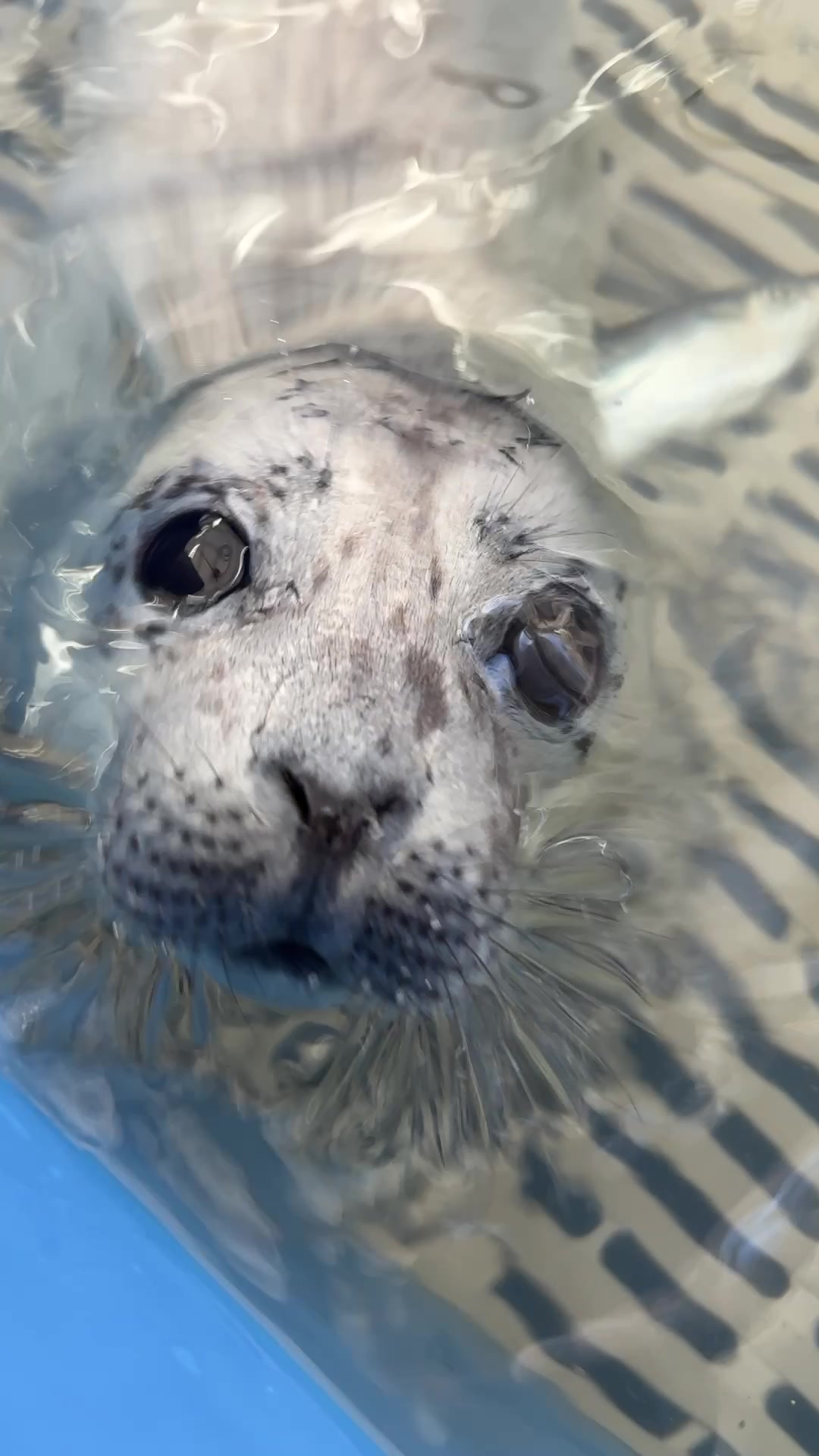 @Marine Mammal Rescue Society