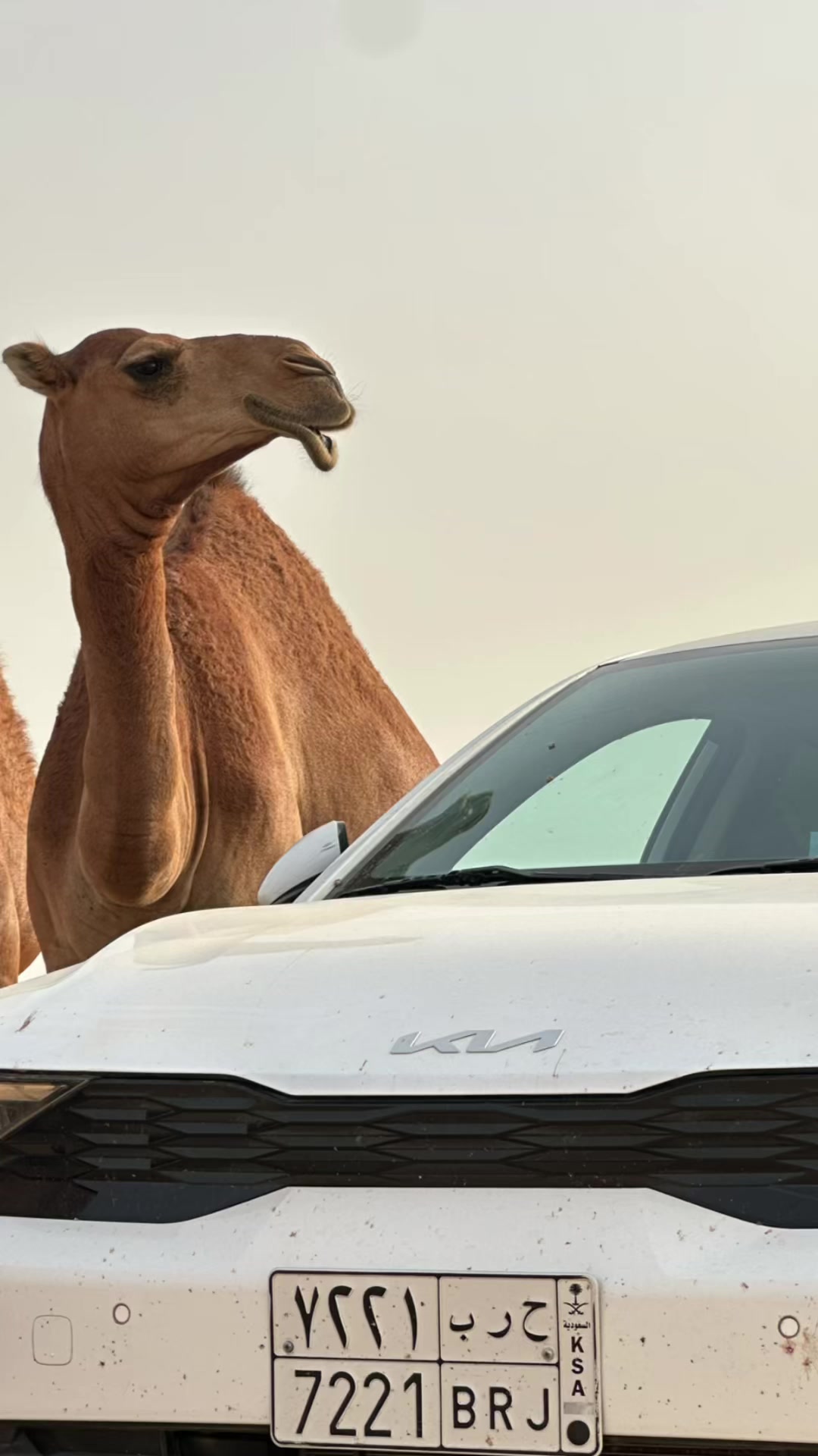 @أبــو أريـــس