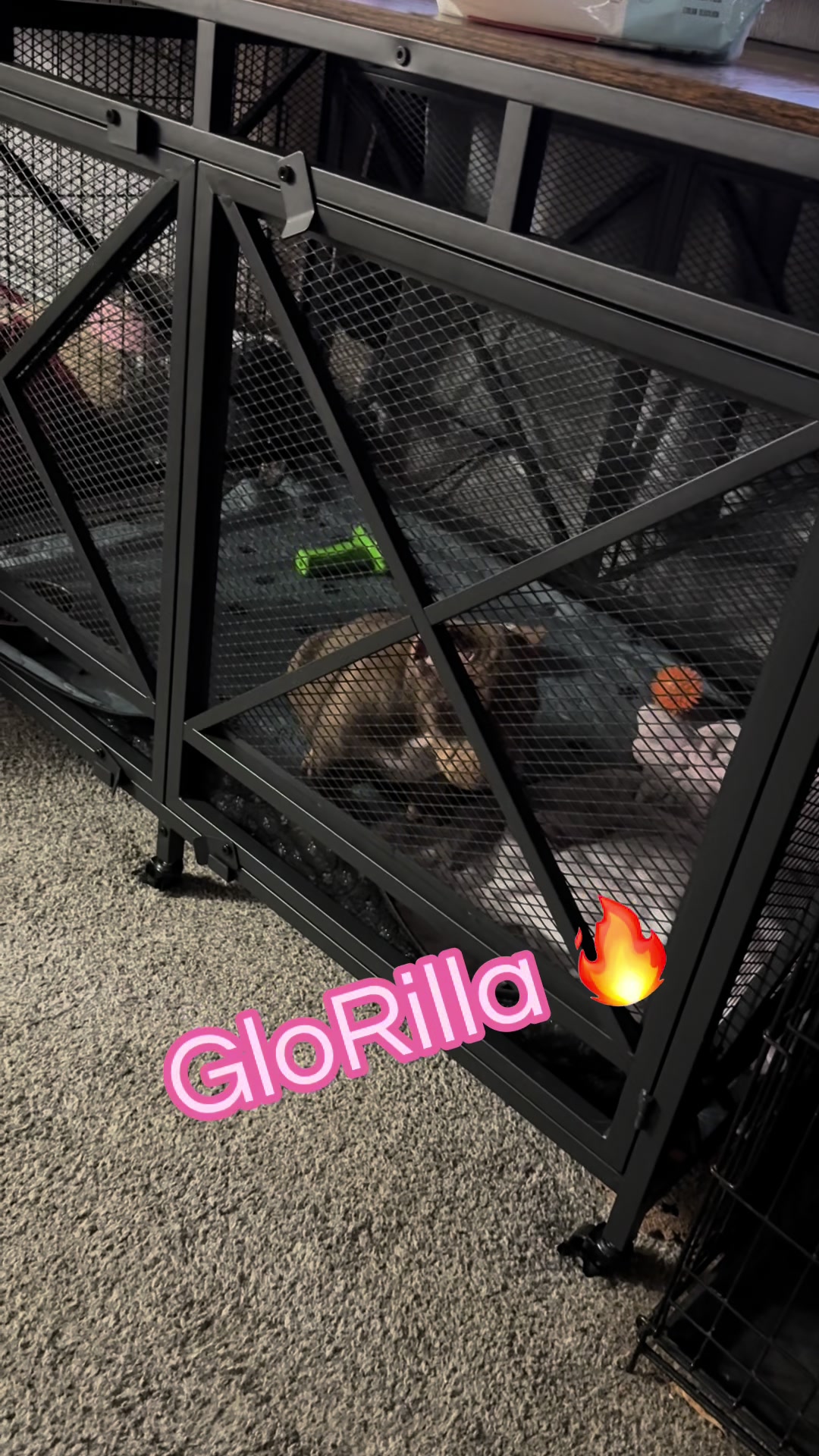@Katelyn&bull;Rankin&bull;BigRBullies