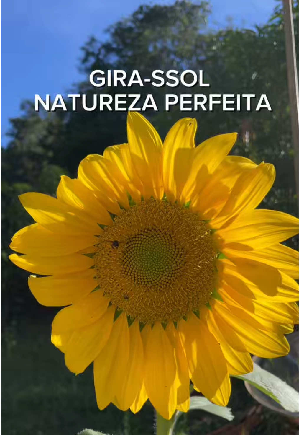 @JDM A NATUREZA EM AÇÃO