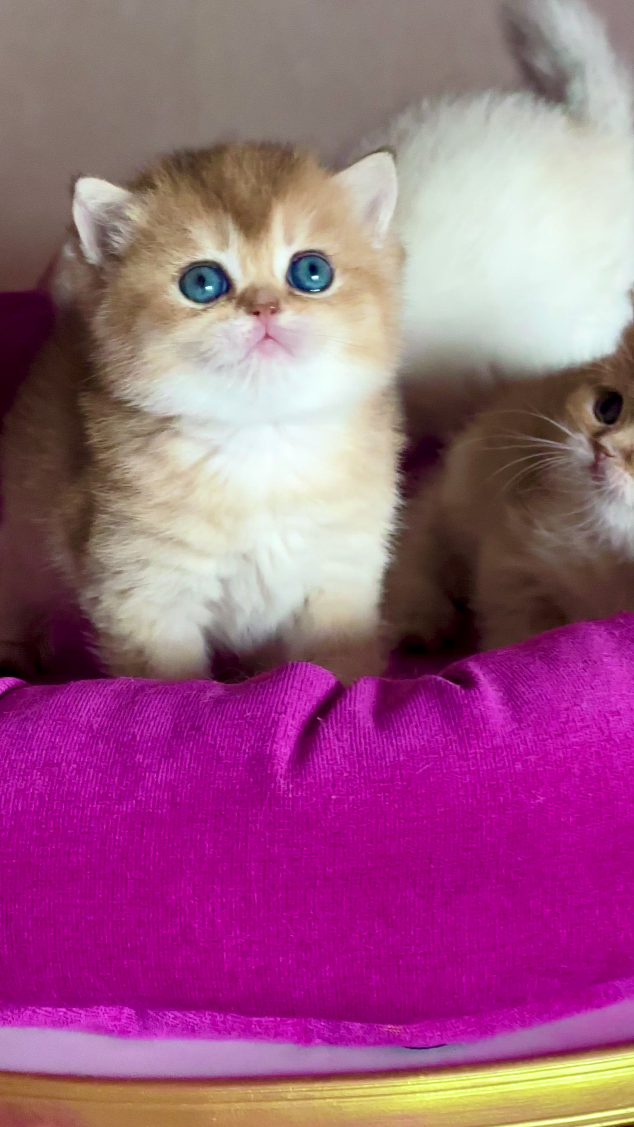 @🦋Cattery_Airveils🦋