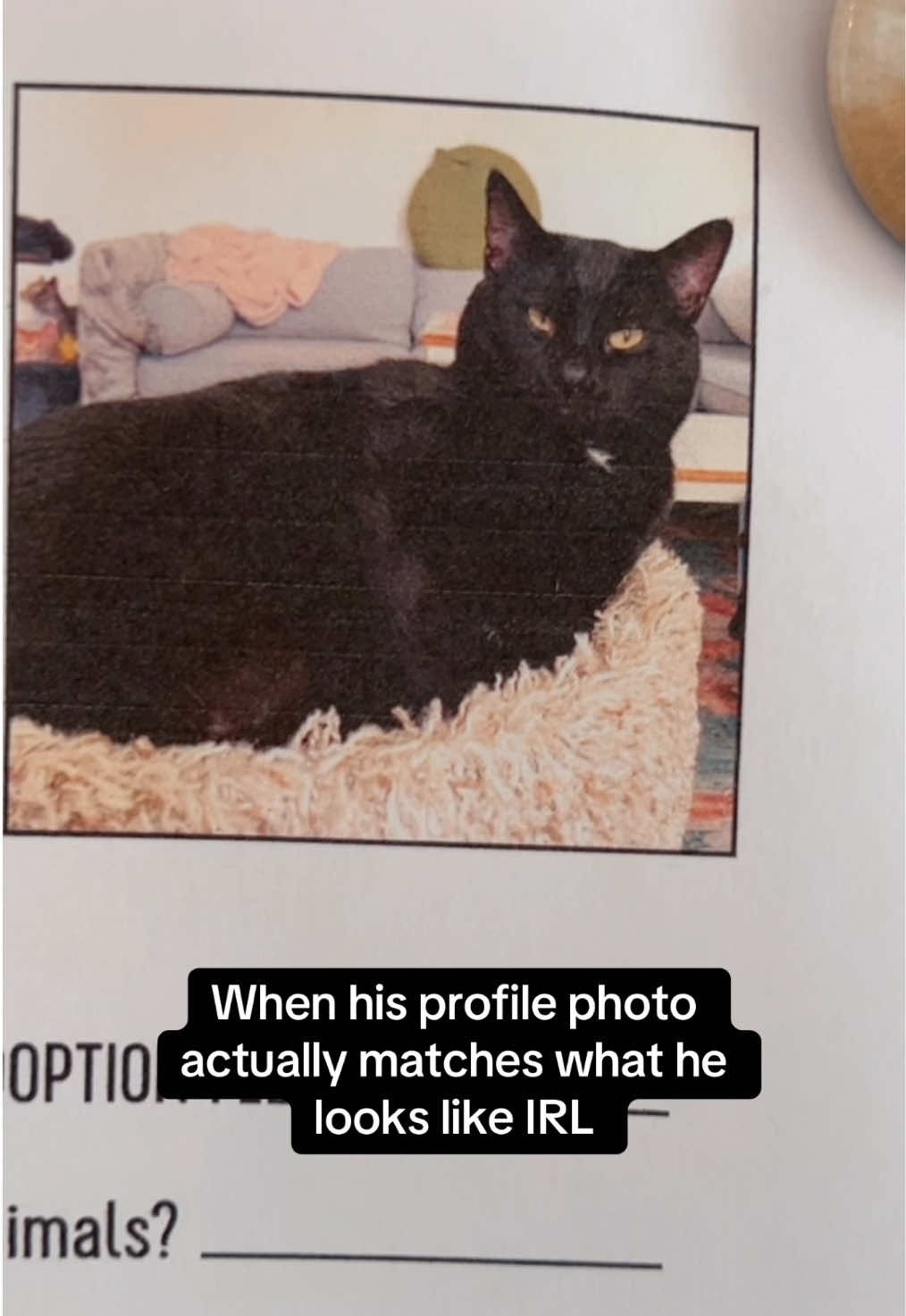 @Catfe