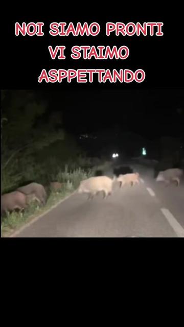 @il cinghiale di tiktok