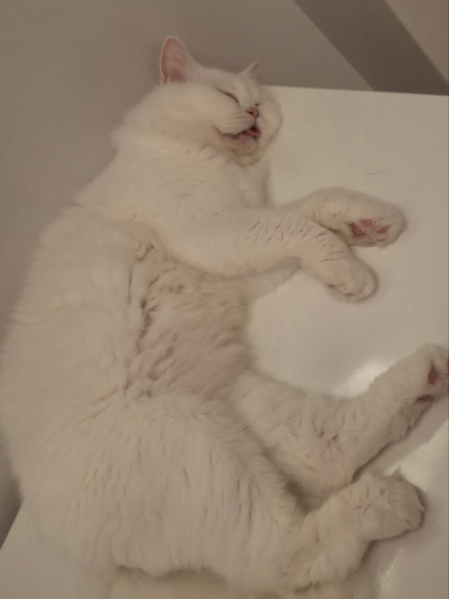 @😺Şila😻Şima😺