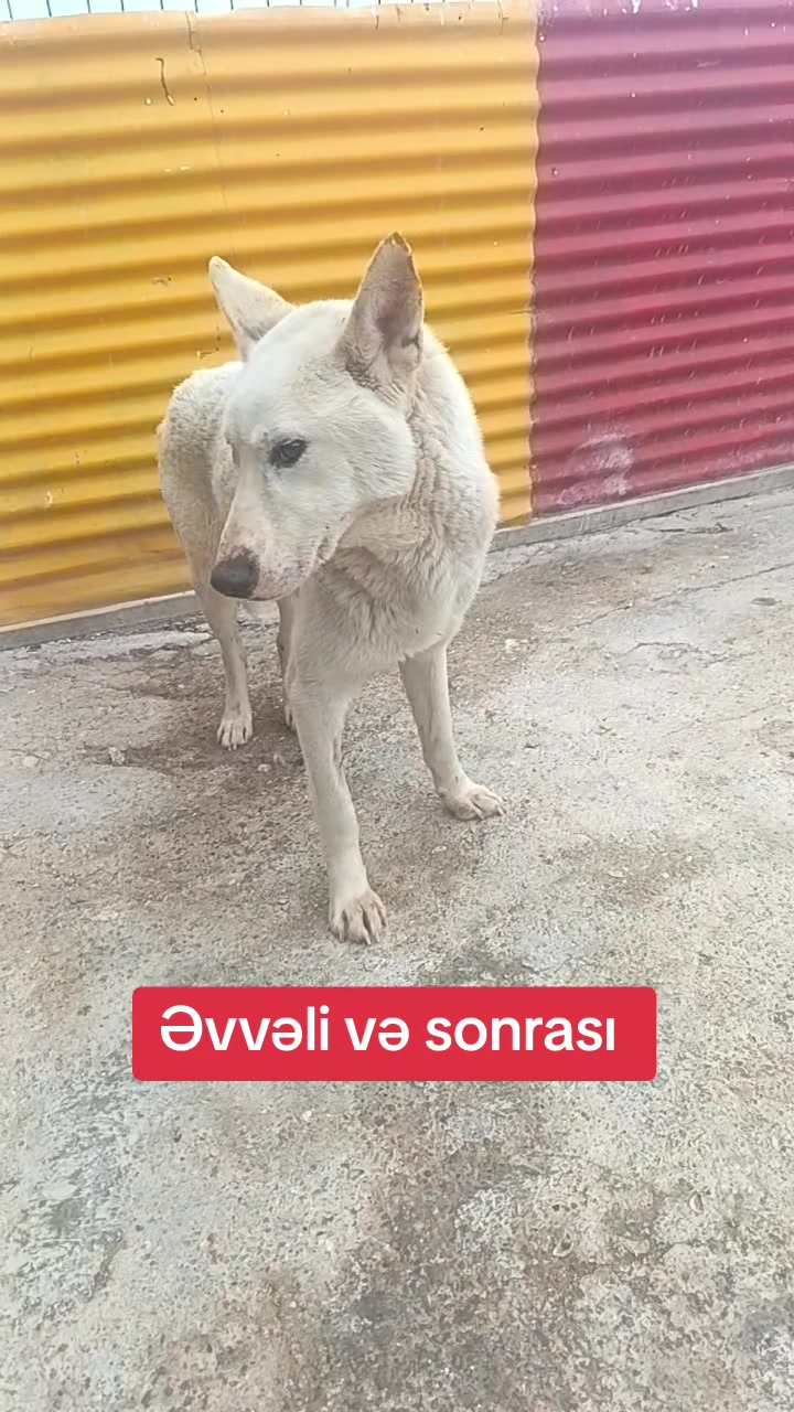 @Sahibsiz heyvanlara dəstək