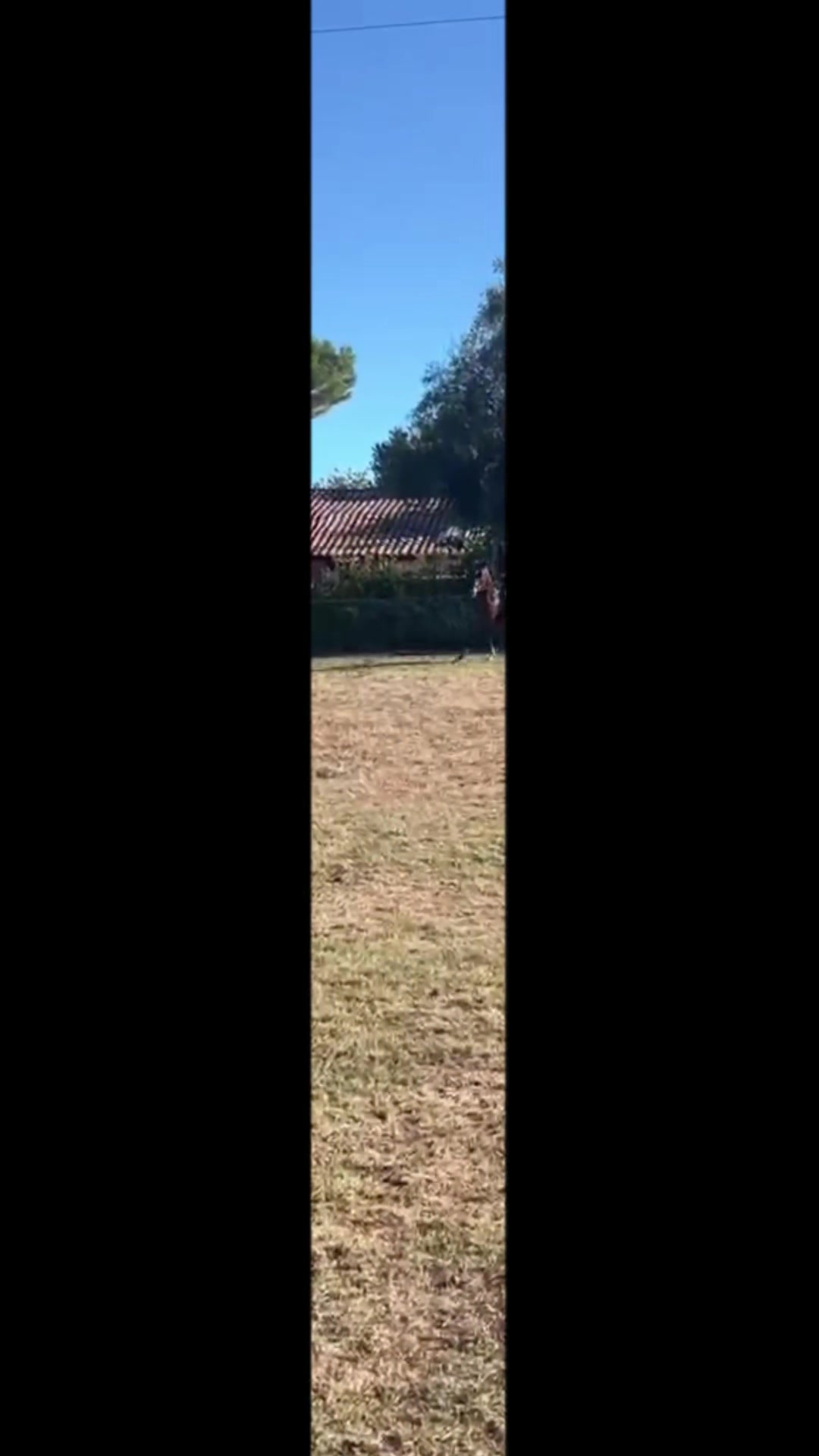 @haras de castille