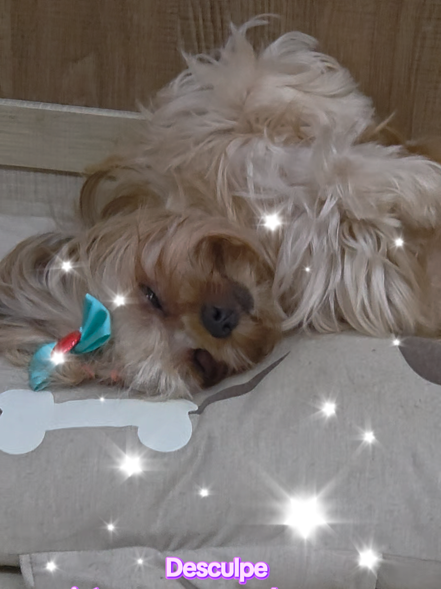 @Trio Pet Love
