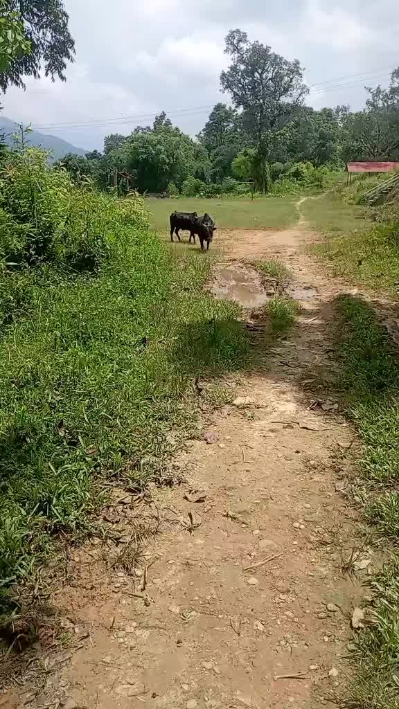 @Tanahun tiger