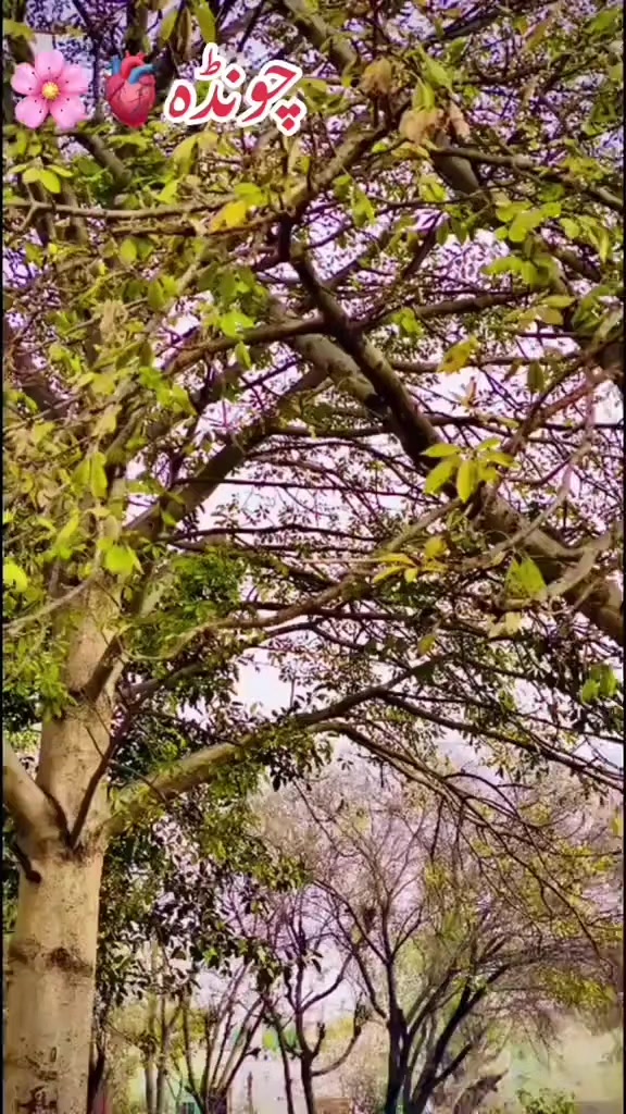@saqibbasra