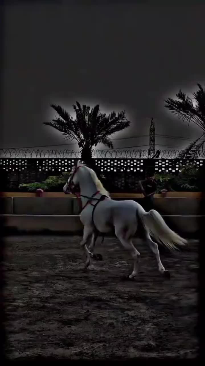@⫸𝙈𝙞𝙍𝙯𝘼✫𝙎𝙖𝙍𝙆𝙖𝙍✫⫷