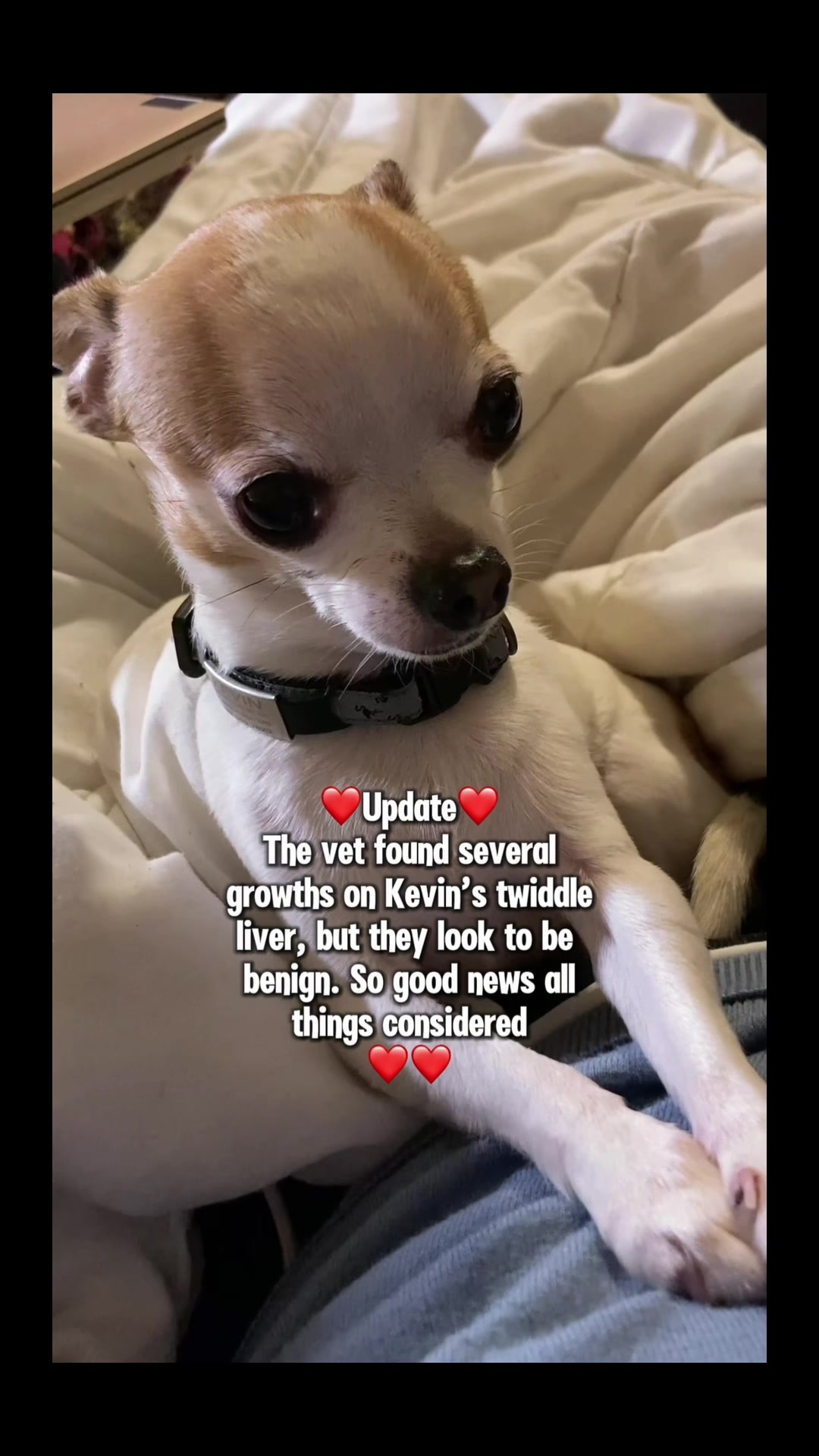 @TheThreeChimigos