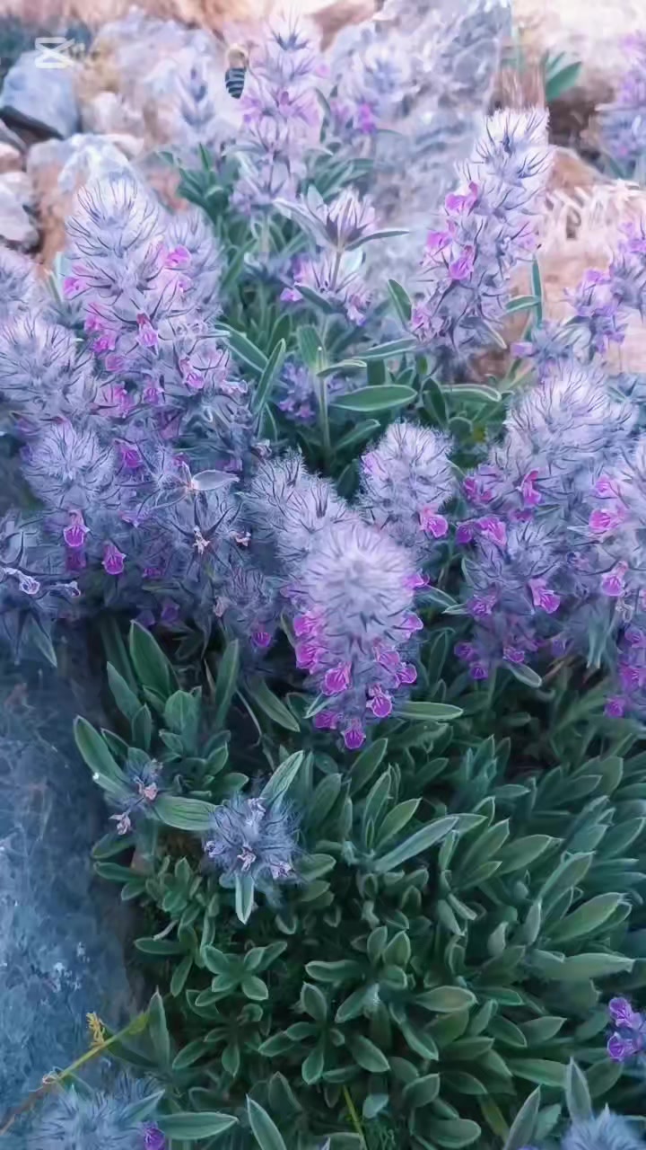 @DAĞCI.46