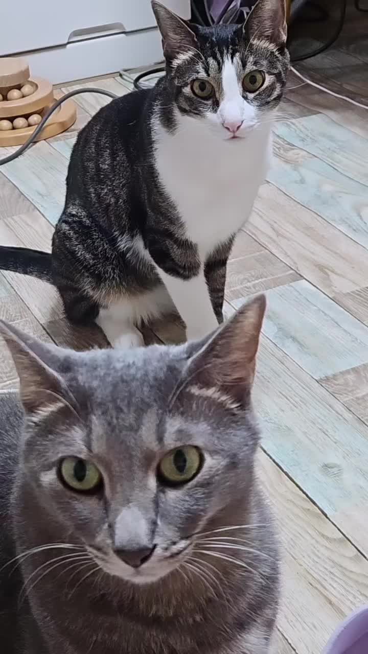 @ナナニャン