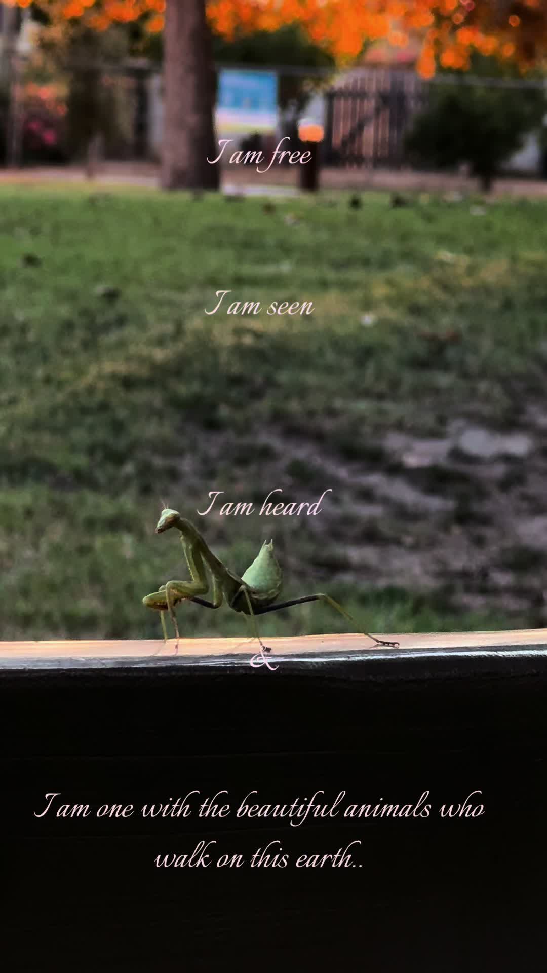 @🐉