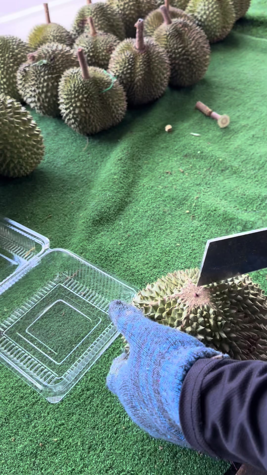 @Durian Batu 6