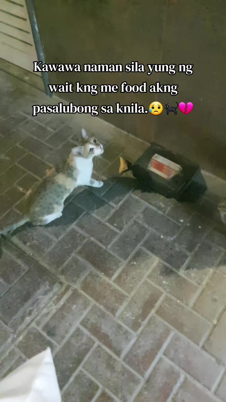 @🐾Feeding Stray Cats Daily🐈⬛