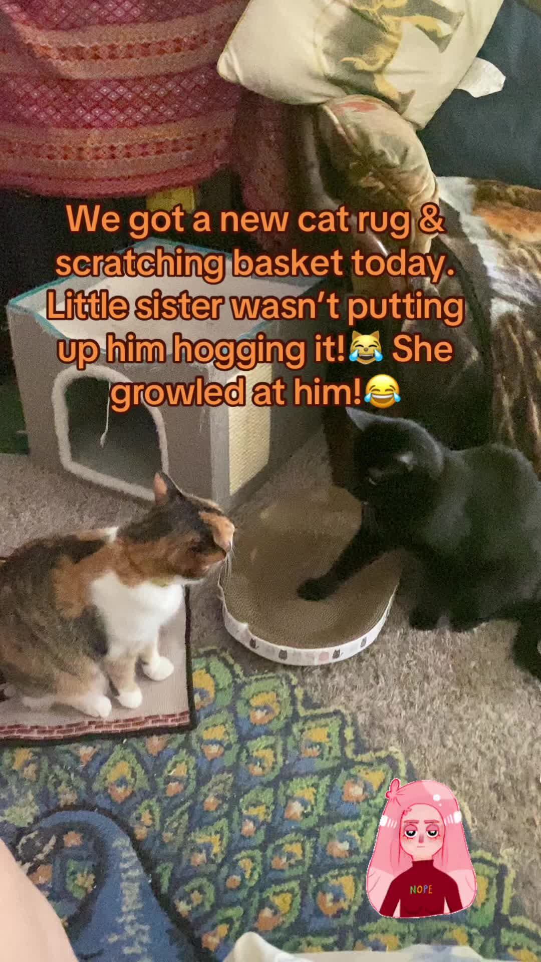 @🐈⬛🐈Shelby🐈