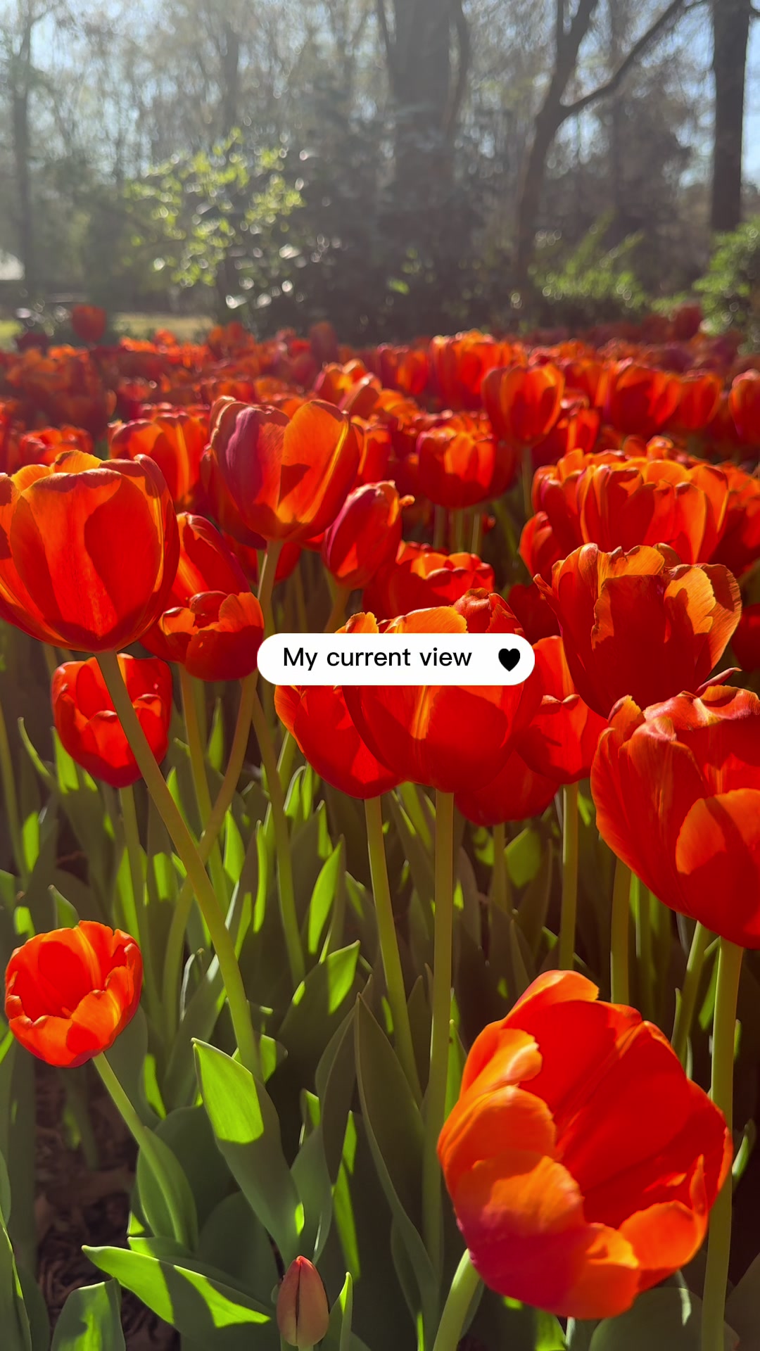@YouSeenMy
