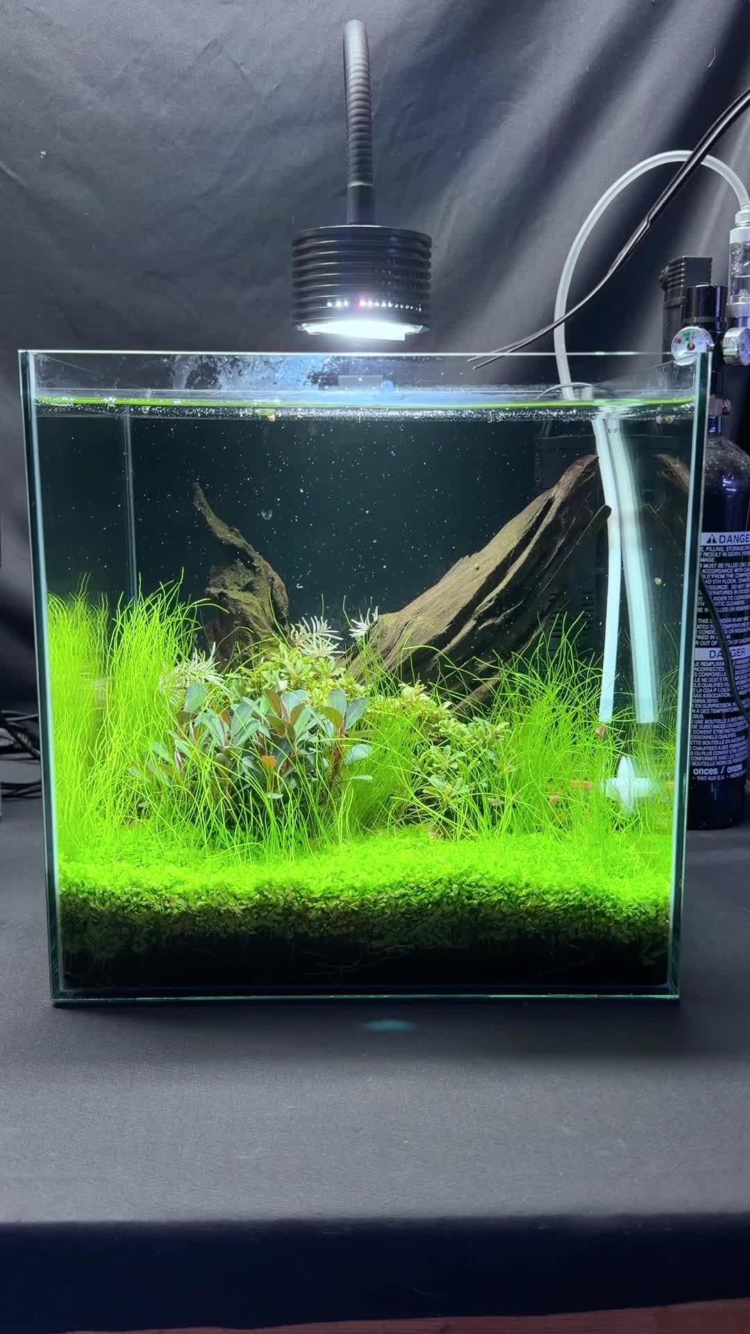 @Daku Aquatics