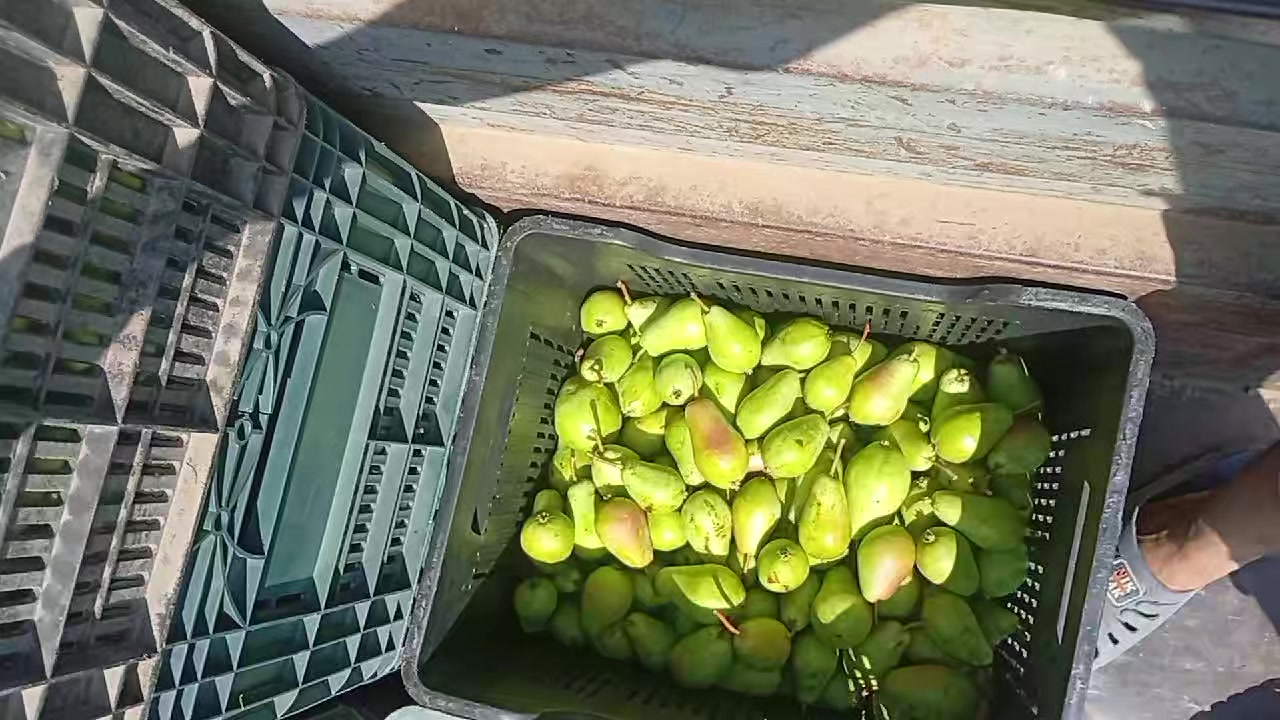 @gülum