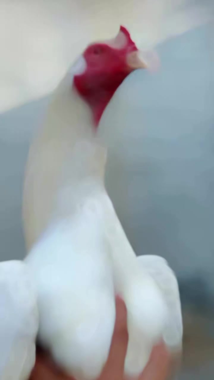 @꧁༒☬ঔৣ 𝓐𝓼𝓮𝓮𝓵ঔৣ☬༒꧂