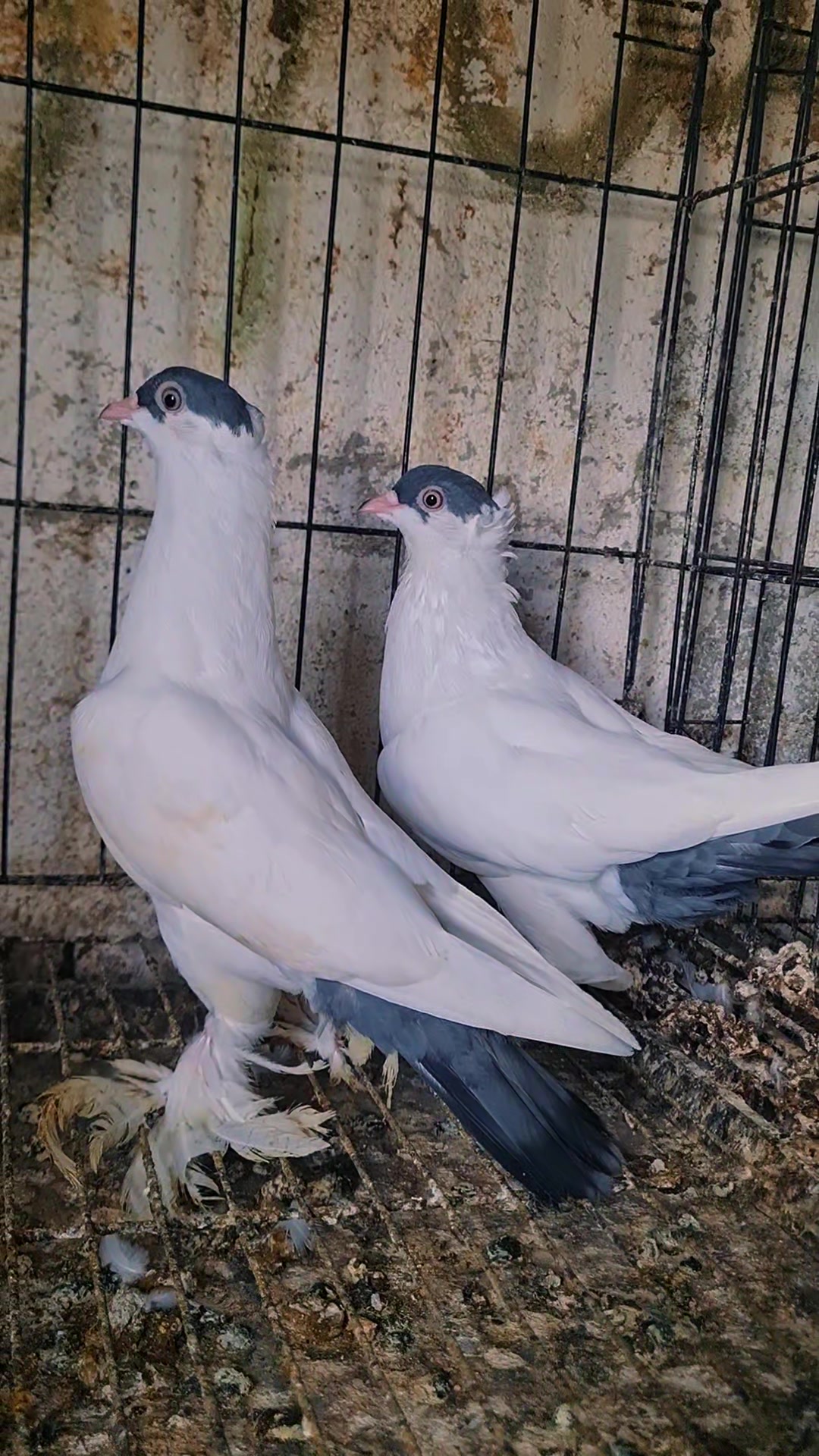 @Pigeons Tv