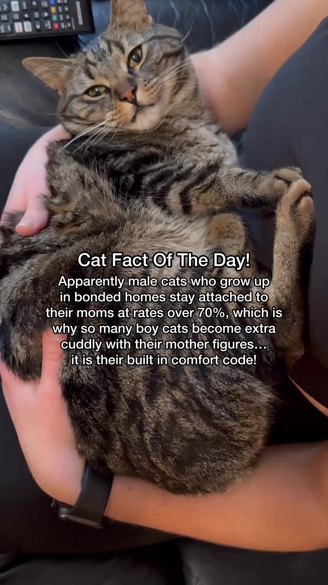 @Chip The Manx