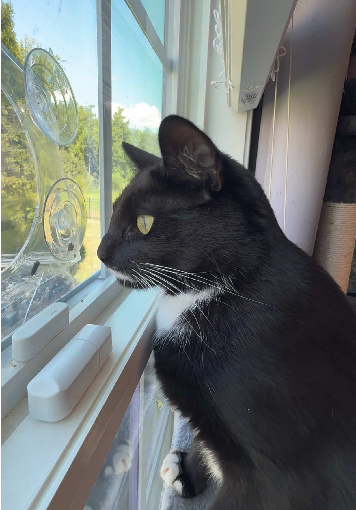 @RoxySnowballCatDrama