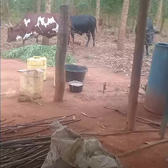 @BAMUGOLODDE PARENT NURSERY AND