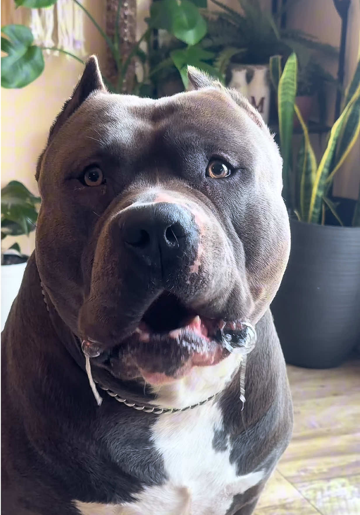 @🐾 Boundless Bullies 🐾
